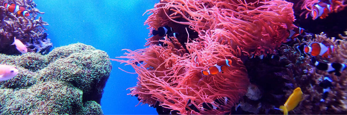 Coral reef with fish