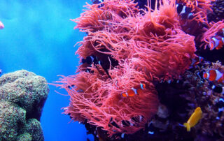 Coral reef with fish